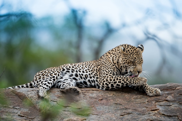 Bellissimo scatto di un leopardo africano appoggiato sulla roccia con uno sfondo sfocato