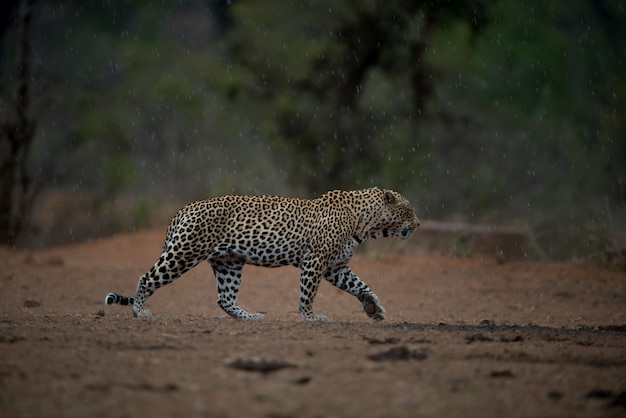 Bellissimo scatto di un leopardo africano che cammina sotto la pioggia con uno sfondo sfocato