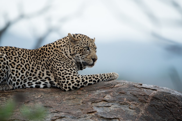 Bellissimo scatto di un leopardo africano che riposa sulla roccia