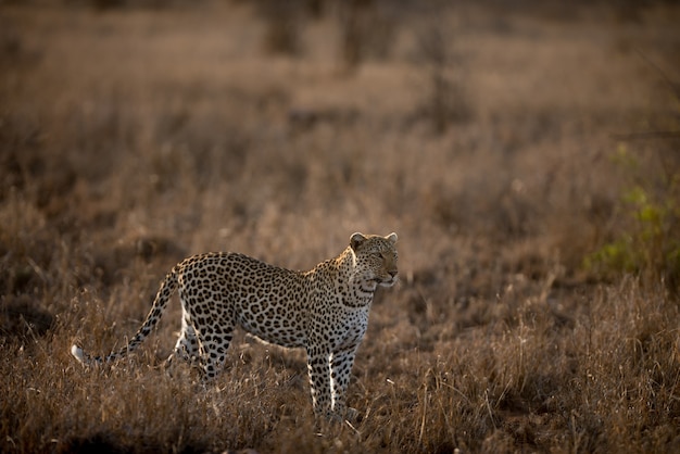 Bellissimo scatto di un leopardo africano in un campo