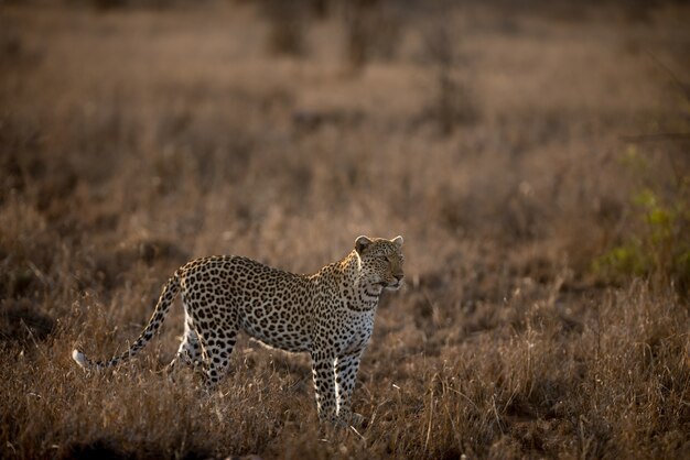 Bellissimo scatto di un leopardo africano in un campo