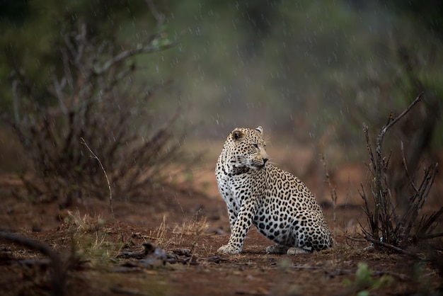 Bellissimo scatto di un leopardo africano seduto per terra