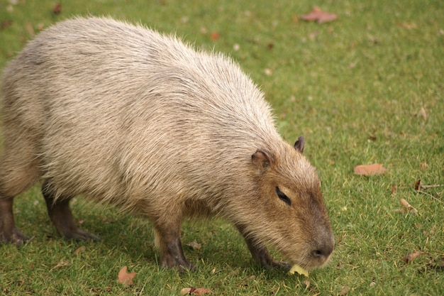 Bellissimo scatto di un mammifero capibara che cammina sull'erba nel campo