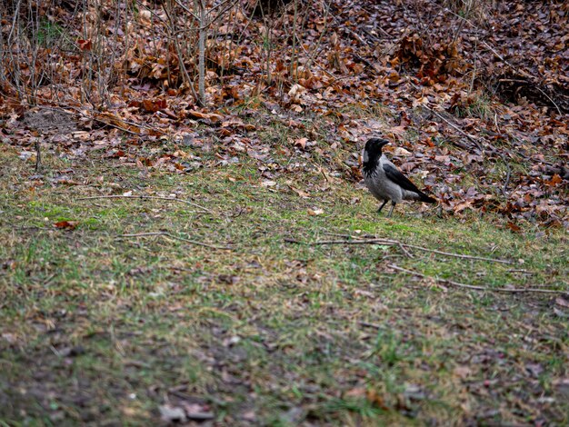 Bellissimo scatto di un piccione colorato di nero e grigio nella foresta in autunno