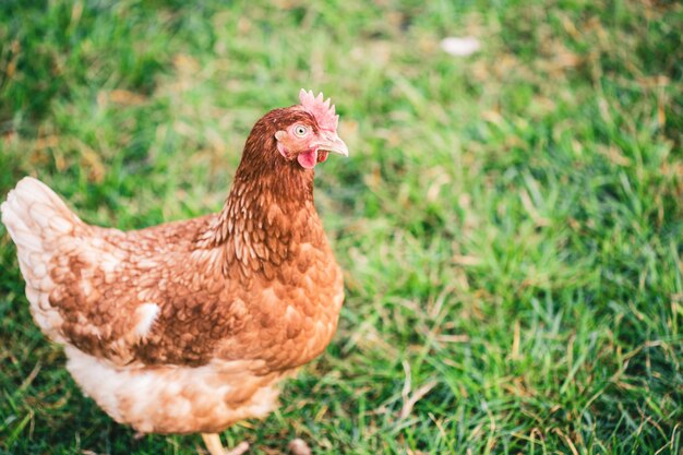 Bellissimo scatto di un pollo che cammina sull'erba nei campi in una giornata di sole