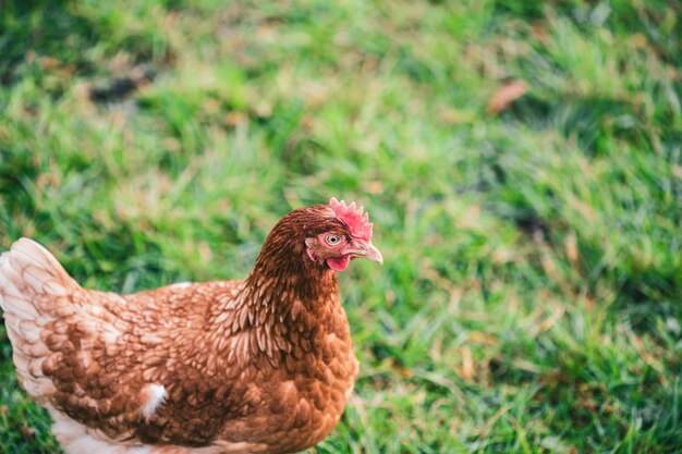 Bellissimo scatto di un pollo sull'erba della fattoria in una giornata di sole