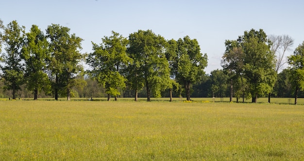 Bellissimo scatto di un prato con alberi in superficie