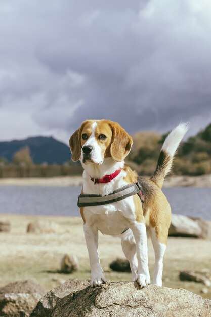 Bellissimo scatto di un simpatico cane beagle