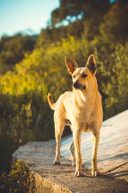 Bellissimo scatto di un simpatico cane con le orecchie sollevate