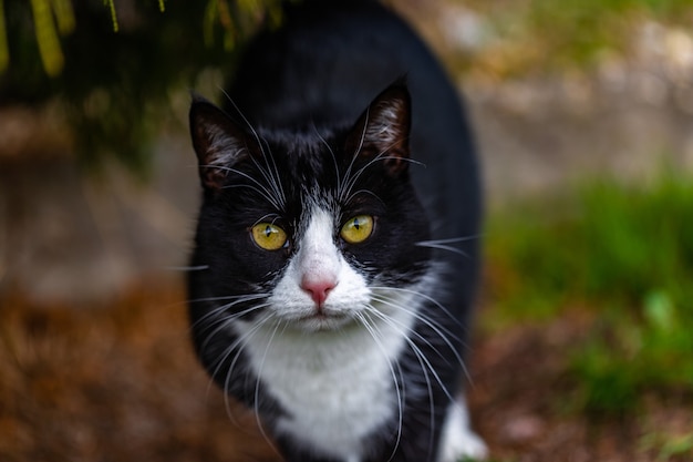 Bellissimo scatto di un simpatico gatto nero che fissa la telecamera sul giardino