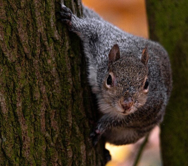 Bellissimo scatto di un simpatico scoiattolo volpe dietro l'albero