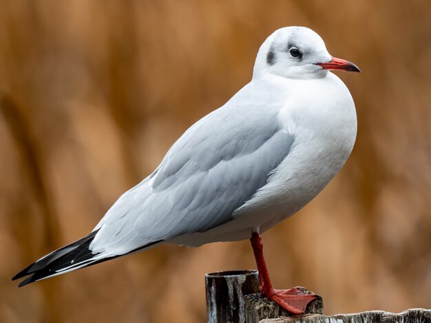 Bellissimo scatto di un uccello bianco in piedi su una staccionata in legno