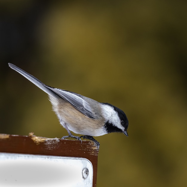 Bellissimo scatto di un uccello canoro bianco e nero in piedi su un blocco di legno nella foresta