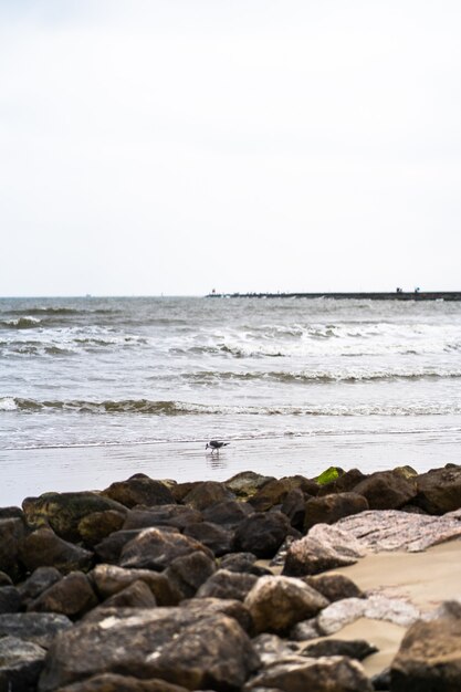 Bellissimo scatto di un uccello che cammina sulla sabbia di una spiaggia rocciosa