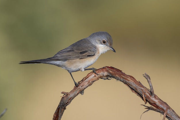 Bellissimo scatto di un uccello di silvia di Bonelli occidentale (Phylloscopus bonelli) appollaiato su un ramo