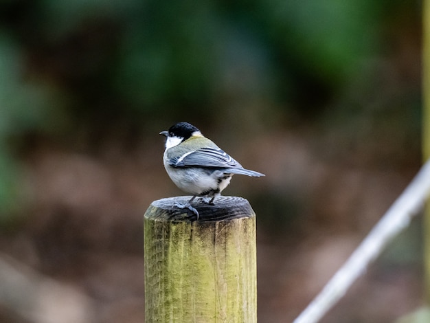 Bellissimo scatto di un uccello giapponese in piedi su una tavola di legno in una foresta