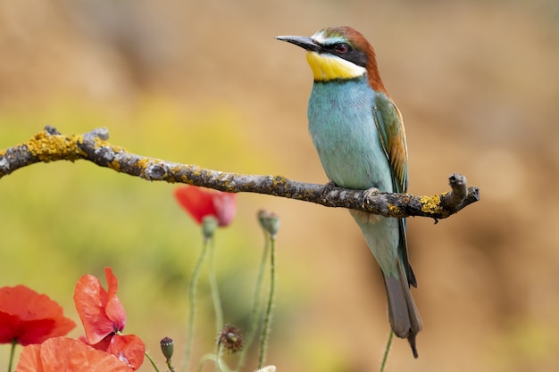 Bellissimo scatto di un uccello gruccione appollaiato su un ramo nella foresta