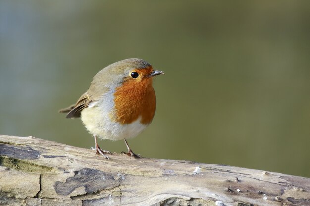 Bellissimo scatto di un uccello pettirosso europeo appollaiato su un ramo nella foresta