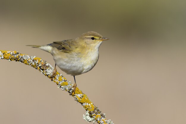 Bellissimo scatto di un uccello Willow Warbler (Phylloscopus trochilus) appollaiato su un ramo di un albero