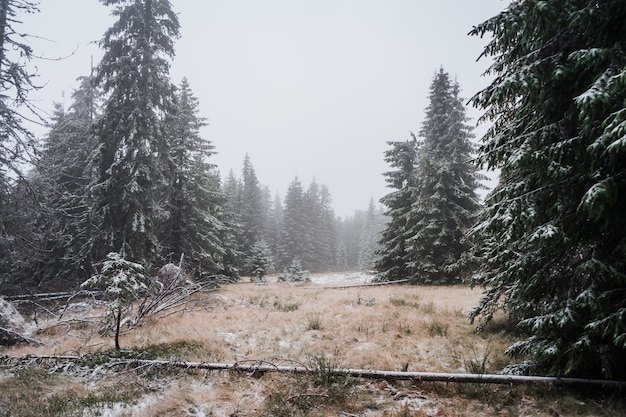 Bellissimo scatto di una foresta nebbiosa invernale