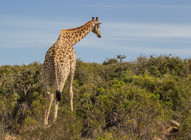 Bellissimo scatto di una giraffa da dietro alla luce del giorno