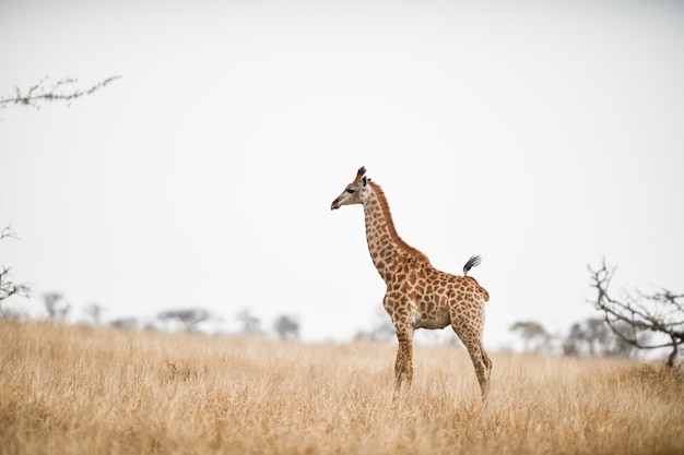 Bellissimo scatto di una giraffa nel campo della savana