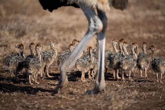 Bellissimo scatto di una madre struzzo con i suoi bambini