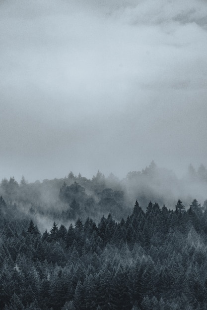 Bellissimo scatto di una misteriosa foresta nebbiosa e nebbiosa