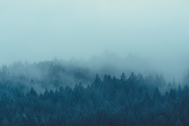 Bellissimo scatto di una misteriosa foresta nebbiosa e nebbiosa