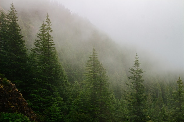 Bellissimo scatto di una montagna boscosa nella nebbia