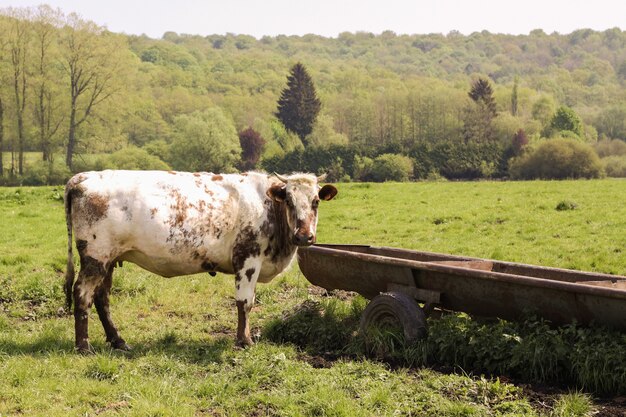 Bellissimo scatto di una mucca bianca e marrone nei campi circondati da montagne coperte di alberi