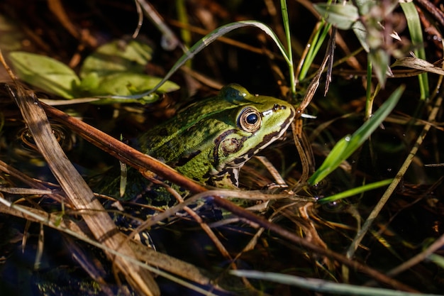 Bellissimo scatto di una rana con uno sguardo intenso nell'acqua