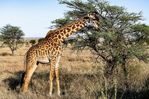 Bellissimo scatto di una simpatica giraffa con gli alberi e il cielo azzurro