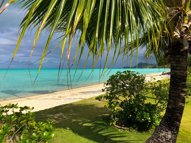 Bellissimo scatto di una spiaggia turchese tropicale