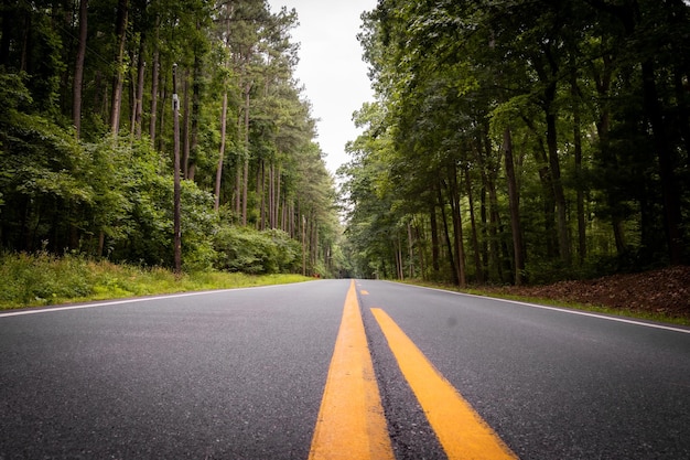 Bellissimo scatto di una strada con alberi