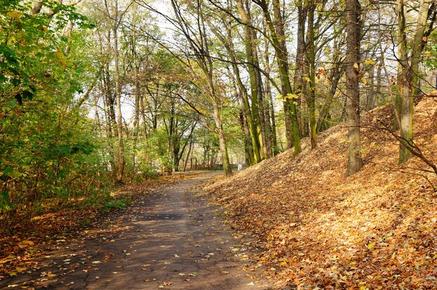 Bellissimo scatto di una strada forestale durante il giorno