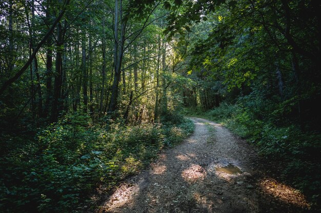 Bellissimo scatto di una strada forestale immersa nel verde