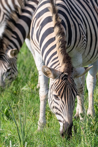 Bellissimo scatto di zebre in un campo verde