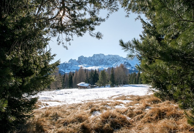 Bellissimo scenario di alte scogliere rocciose e alberi coperti di neve nelle Dolomiti