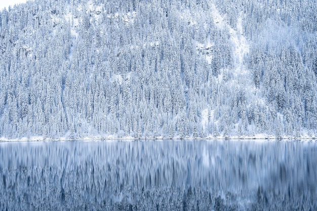 Bellissimo scenario di molti alberi coperti di neve nelle alpi che si riflettono in un lago