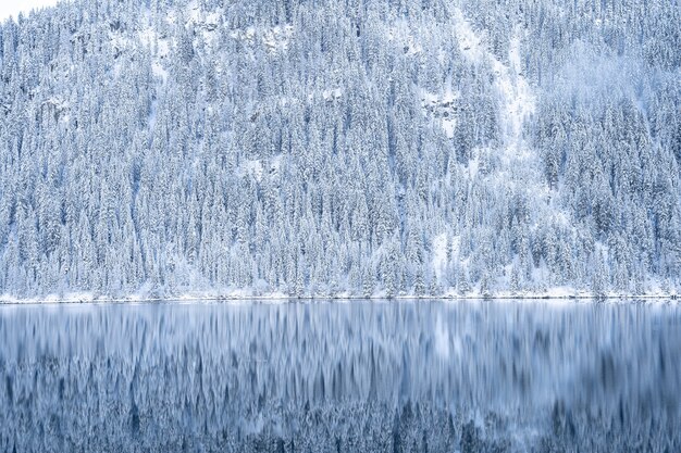 Bellissimo scenario di molti alberi coperti di neve nelle alpi che si riflettono in un lago