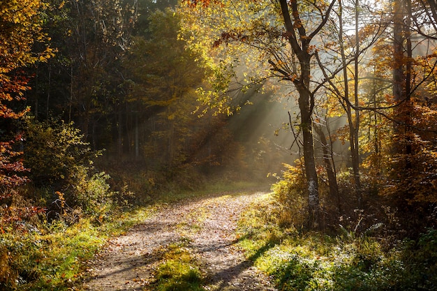 Bellissimo scenario di raggi di sole in una foresta con molti alberi in autunno