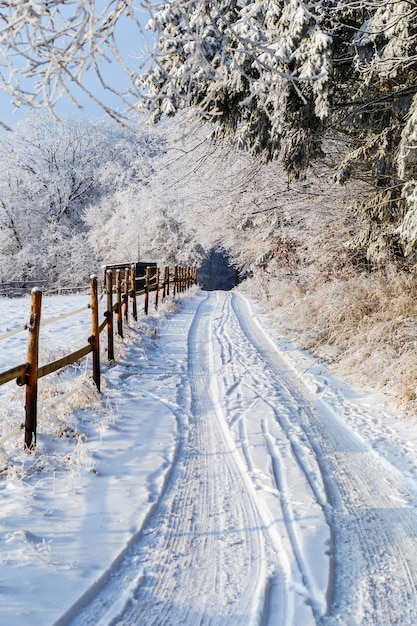 Bellissimo scenario di un paesaggio invernale con una staccionata in legno e alberi spessi