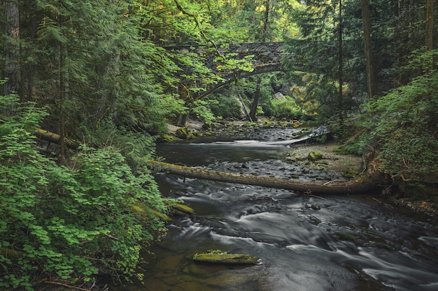 Bellissimo scenario naturale di un piccolo fiume con vegetazione e un vecchio ponte