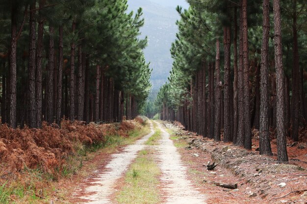 Bellissimo sentiero di ghiaia che attraversa gli alberi ad alto fusto in una foresta che porta alle montagne