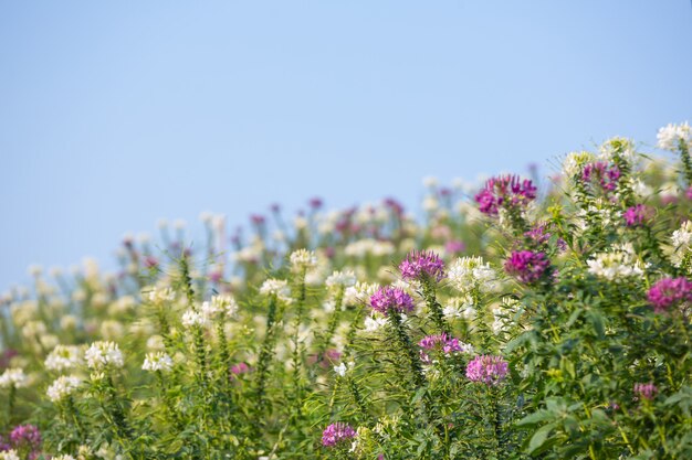 Bellissimo sfondo colorato fiore.