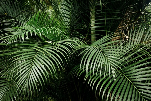 Bellissimo sfondo di foglie tropicali