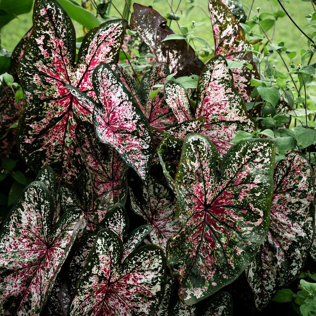 Bellissimo sfondo di foglie tropicali