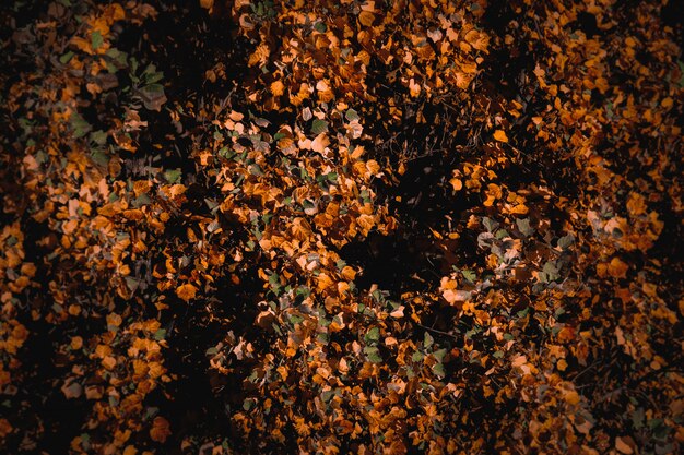 Bellissimo sfondo di un paesaggio autunnale con foglie secche colorate