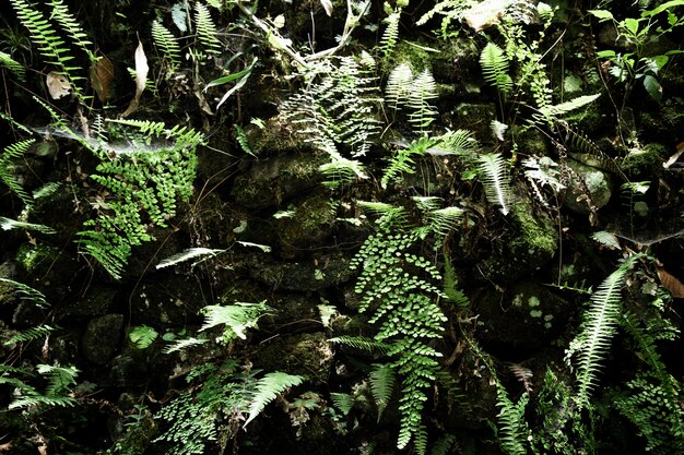 Bellissimo sfondo di vegetazione tropicale